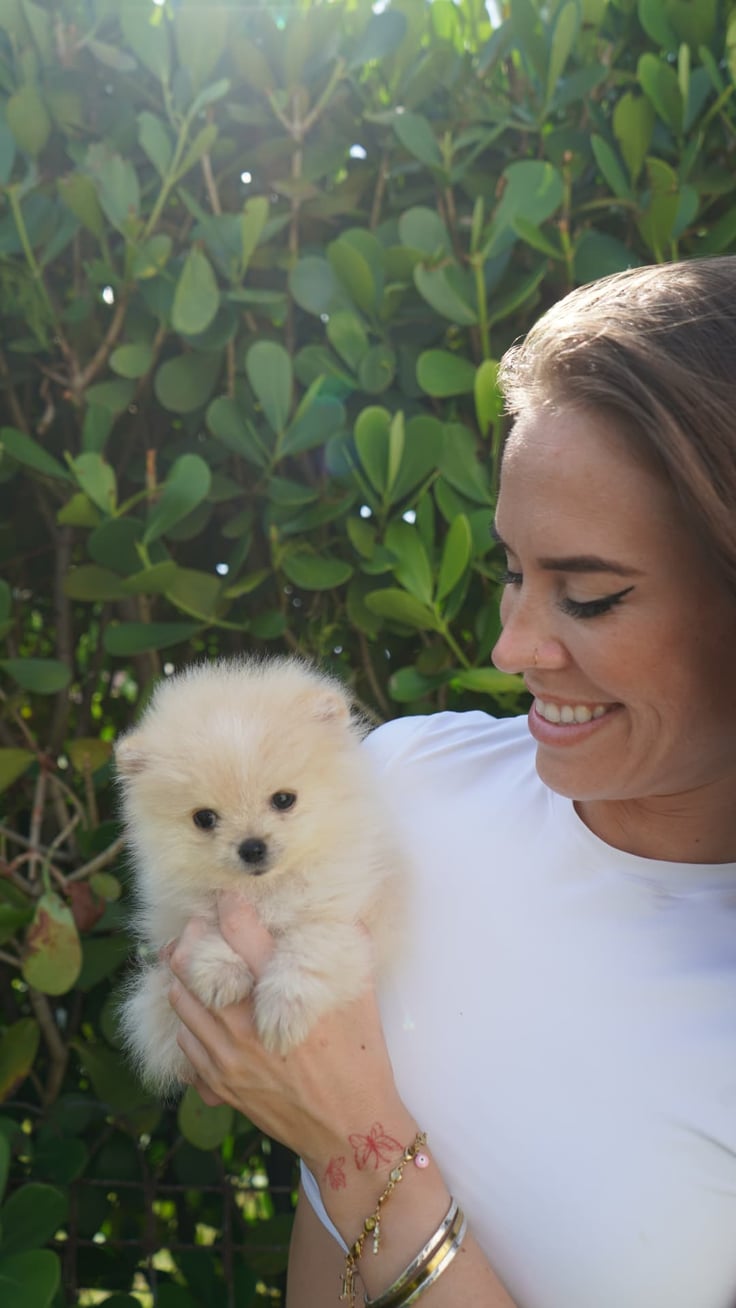Peaches - Micro Teacup Pomeranian - Photo 3