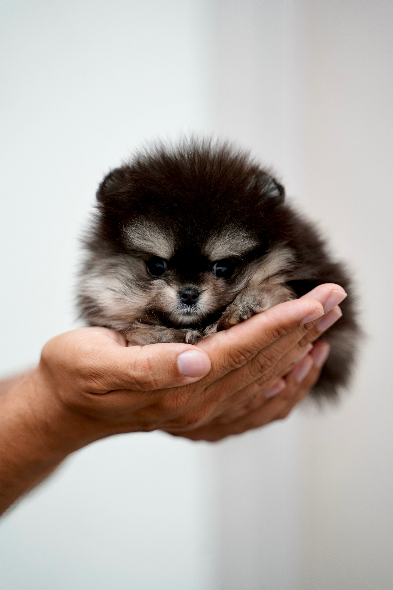 Hazel - Micro Teacup Pomeranian Puppy For Sale from Platinum Pups of Miami