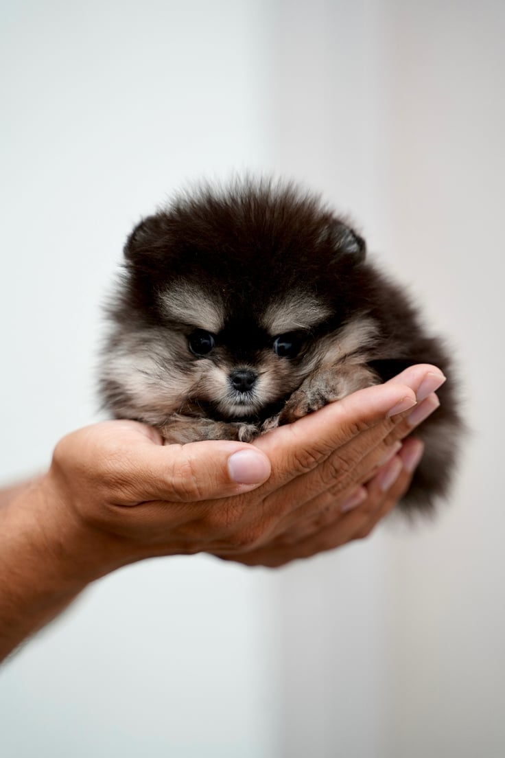 Hazel - Micro Teacup Pomeranian