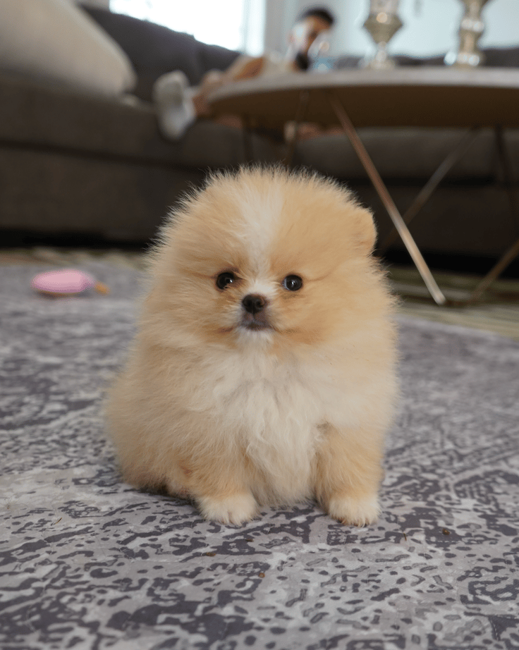 Tinker Bell - Micro Teacup Pomeranian