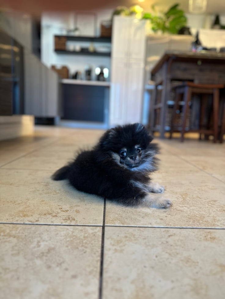 Bear - Micro Teacup Pomeranian - Photo 6