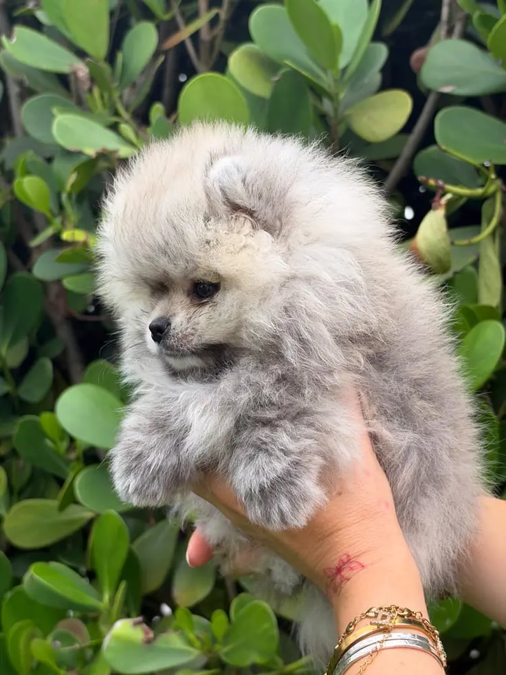 Jax - Micro Teacup Pomeranian - Photo 2