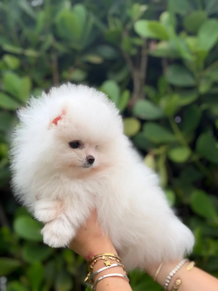 Latte - Micro Teacup Pomeranian - Photo 7