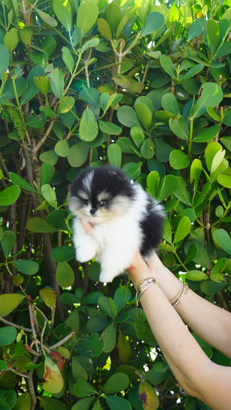 Enzo - Micro Teacup Pomeranian - Photo 2