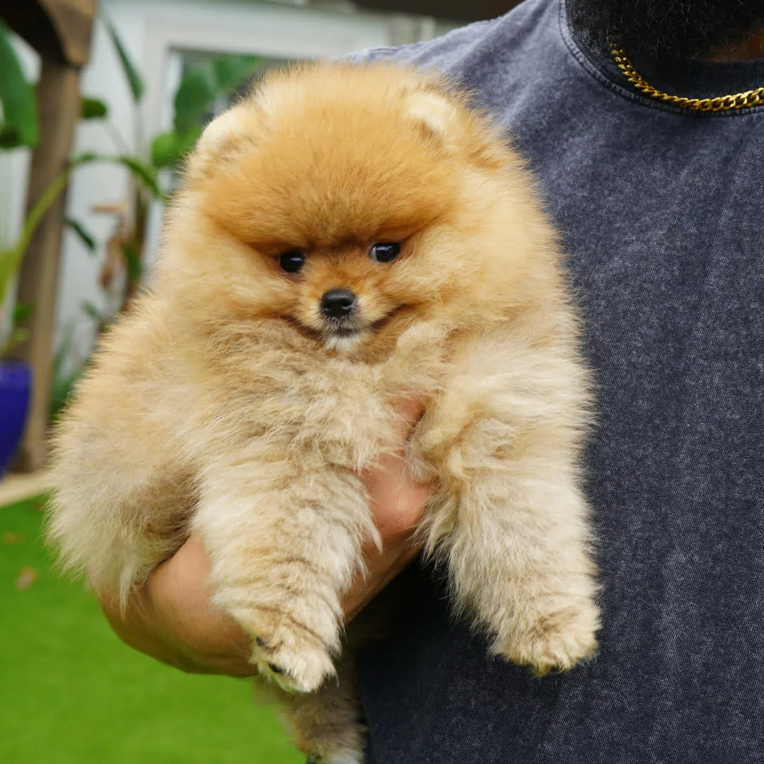 How Much Is a Pomeranian? 2026 Price Guide (Standard, Teacup & Micro Teacup)