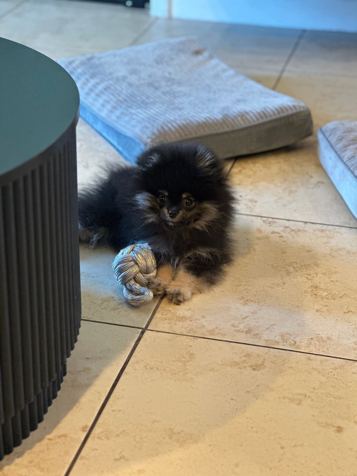 Bear - Micro Teacup Pomeranian - Photo 4