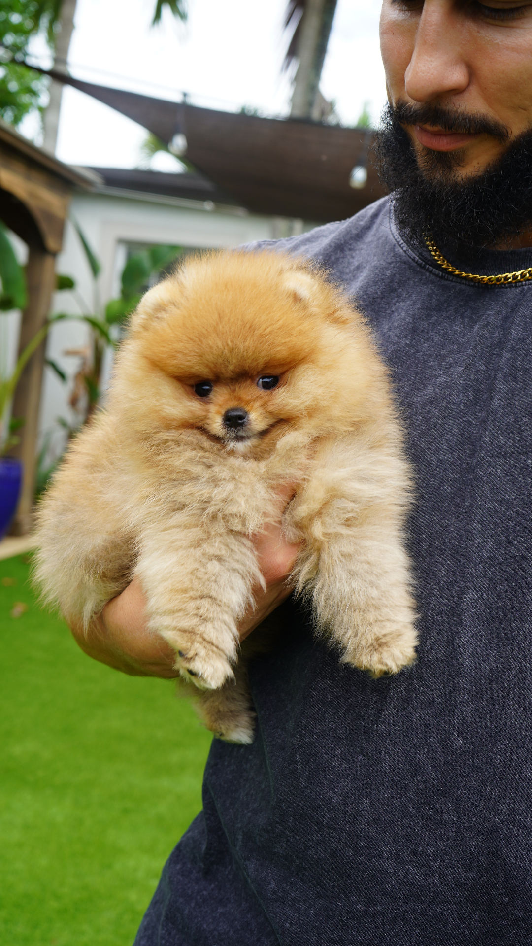 Aston - Micro Teacup Pomeranian Puppy For Sale from Platinum Pups of Miami