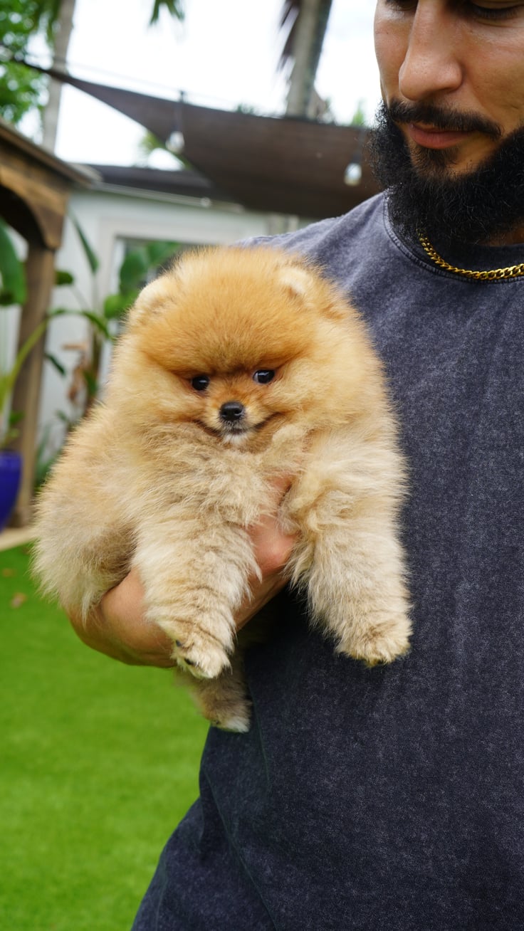 Aston - Micro Teacup Pomeranian Puppy For Sale from Platinum Pups of Miami