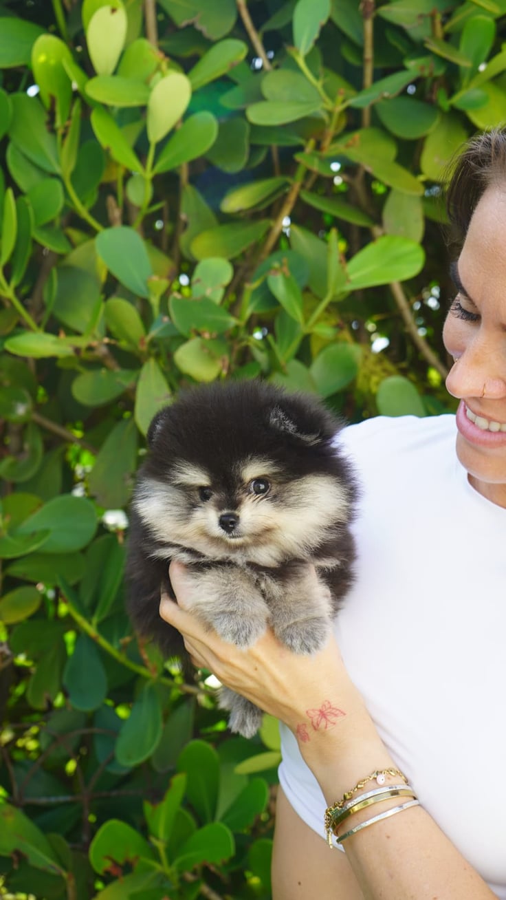 Nala - Micro Teacup Pomeranian - Photo 5