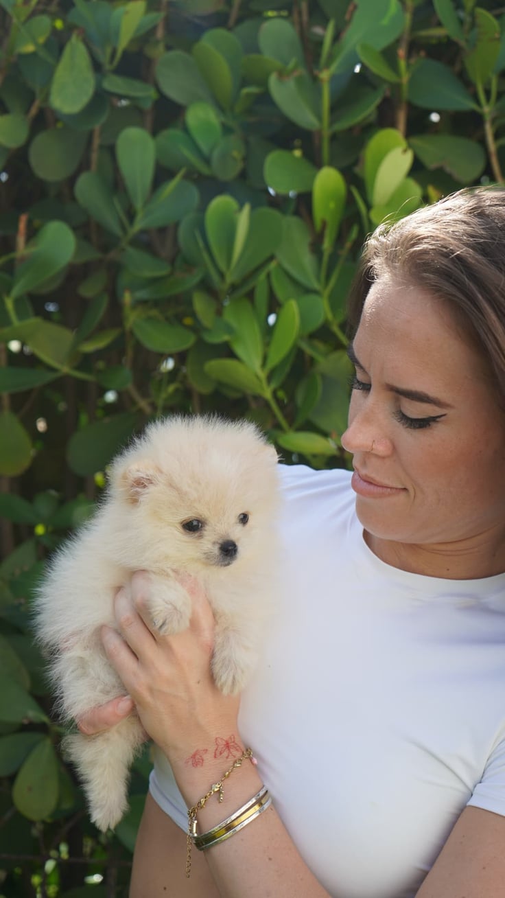 Peaches - Micro Teacup Pomeranian - Photo 4