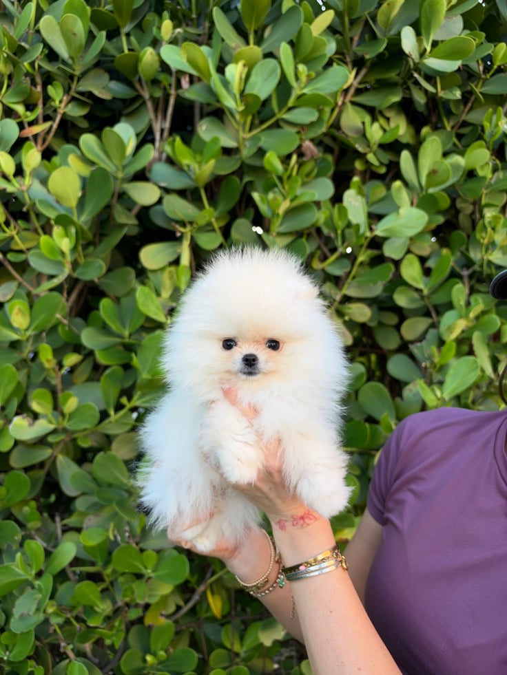 Buttercup - Teacup Pomeranian