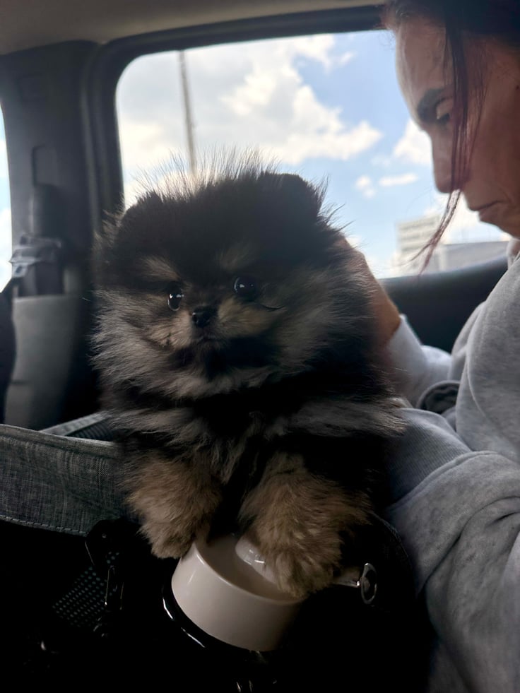 Ace - Micro Teacup Pomeranian
