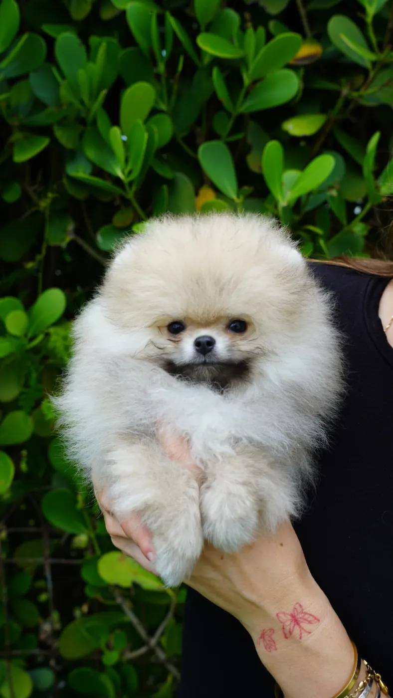 Dolly - Teacup Pomeranian puppy for sale