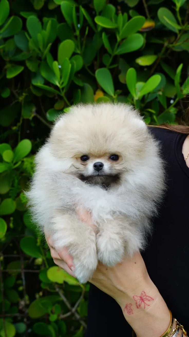 Dolly - Micro Teacup Pomeranian Puppy For Sale from Platinum Pups of Miami