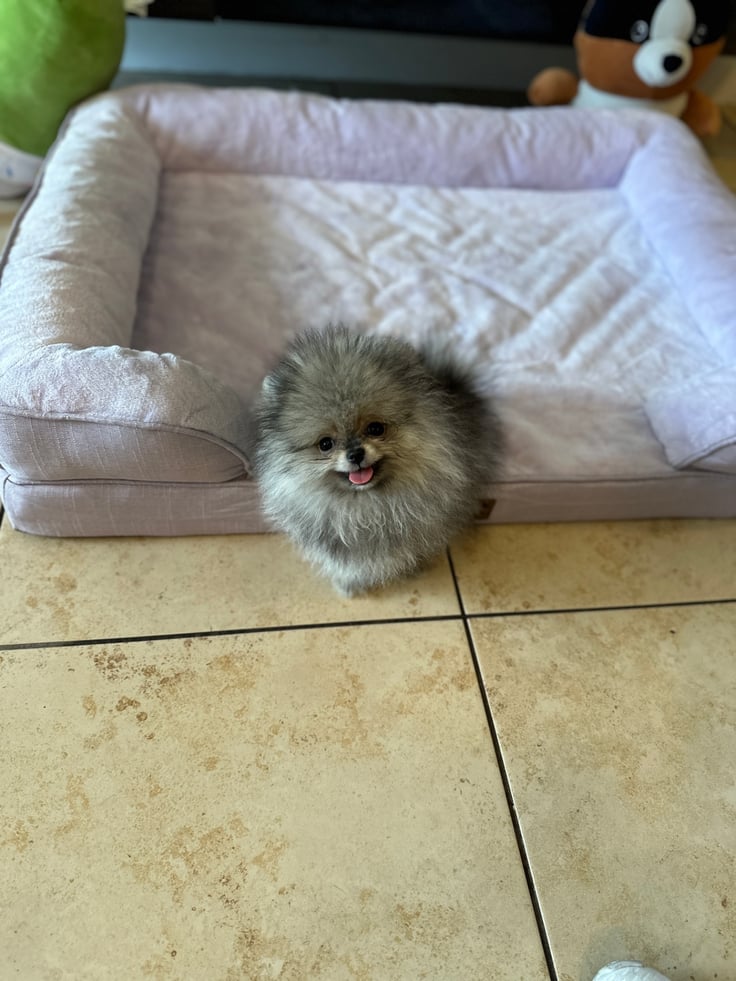 Penny - Micro Teacup Pomeranian - Photo 5
