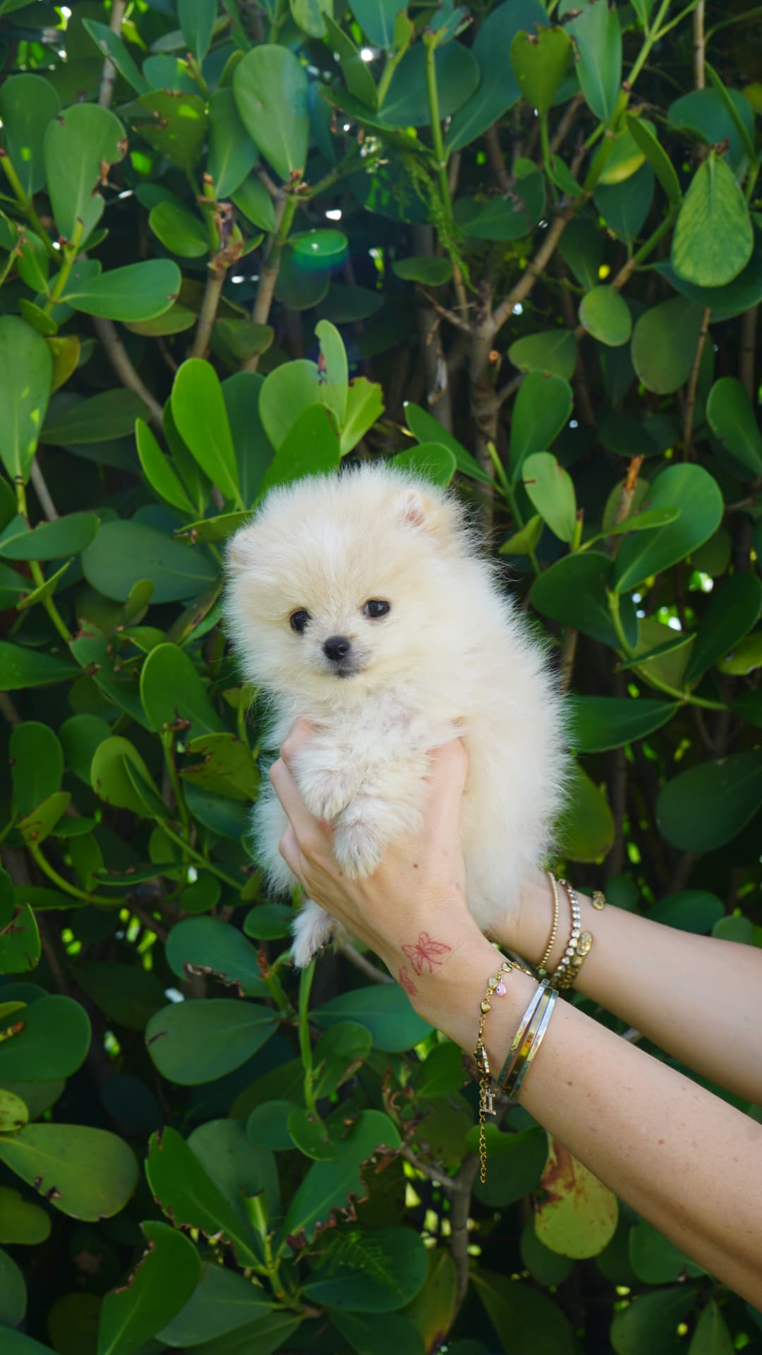Peaches - Adopted Micro Teacup Pomeranian Puppy from Platinum Pups of Miami