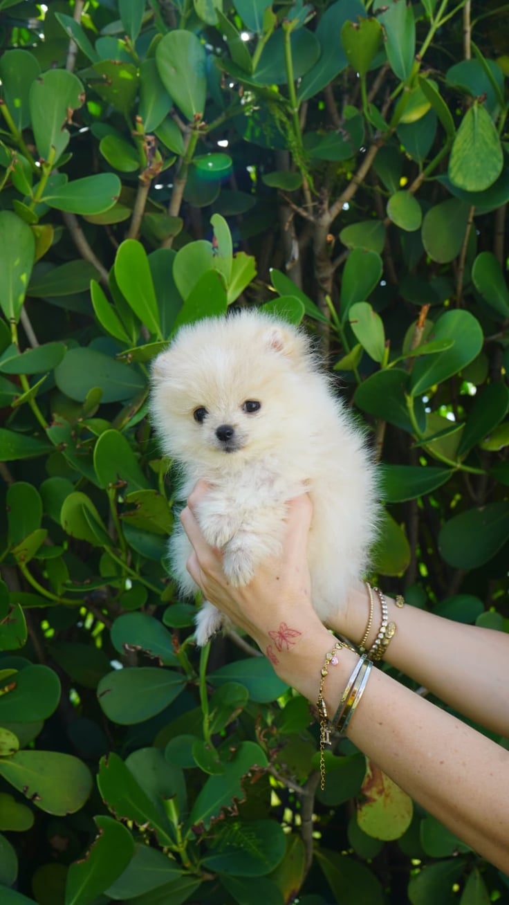 Peaches - Micro Teacup Pomeranian Puppy For Sale from Platinum Pups of Miami