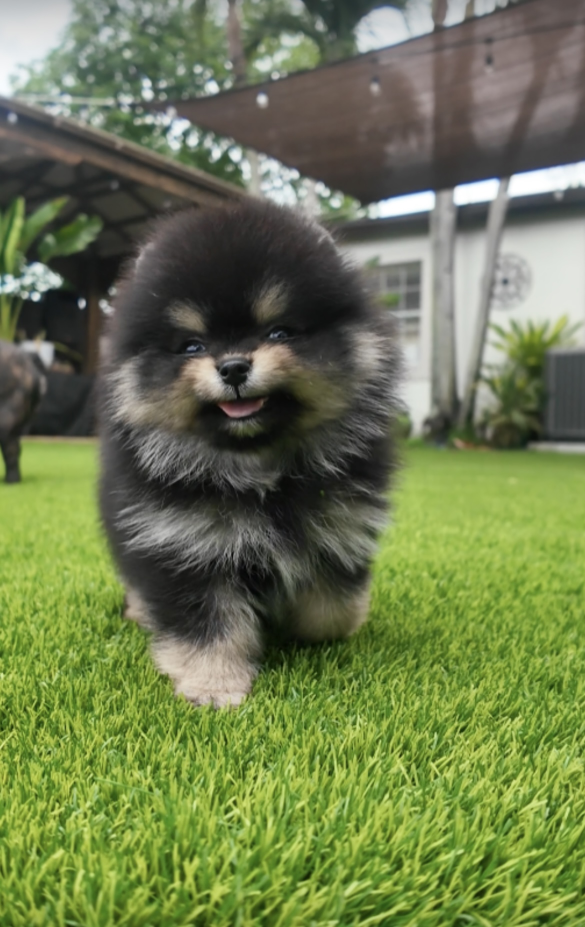 Rio - Micro Teacup Pomeranian Puppy For Sale from Platinum Pups of Miami