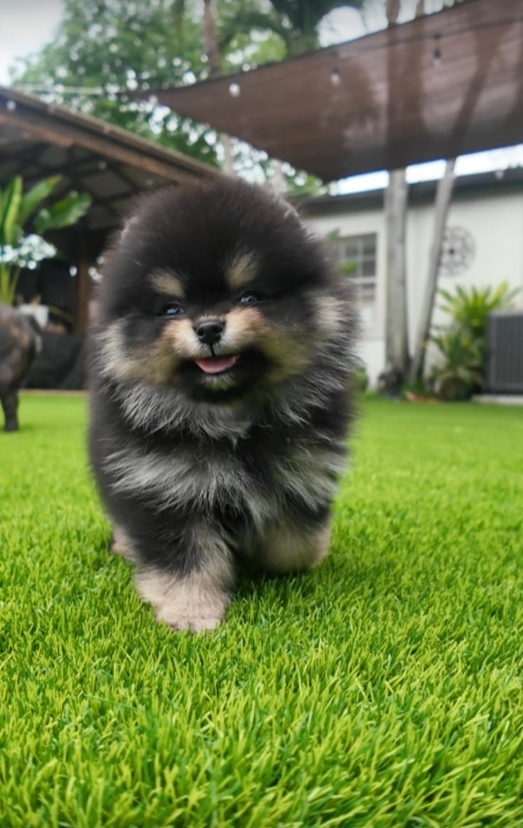 Rio - Micro Teacup Pomeranian