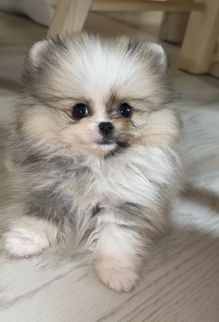 Hayley - Teacup Pomeranian