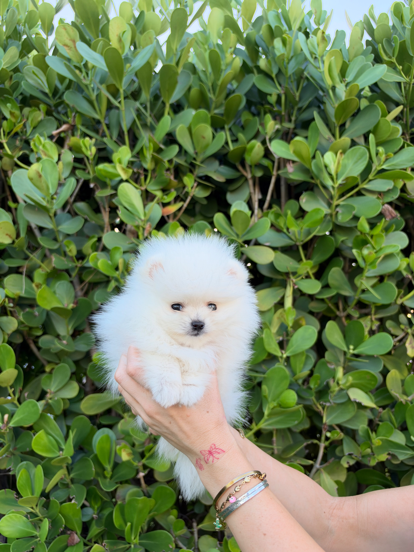 Gunner - Teacup Pomeranian puppy for sale