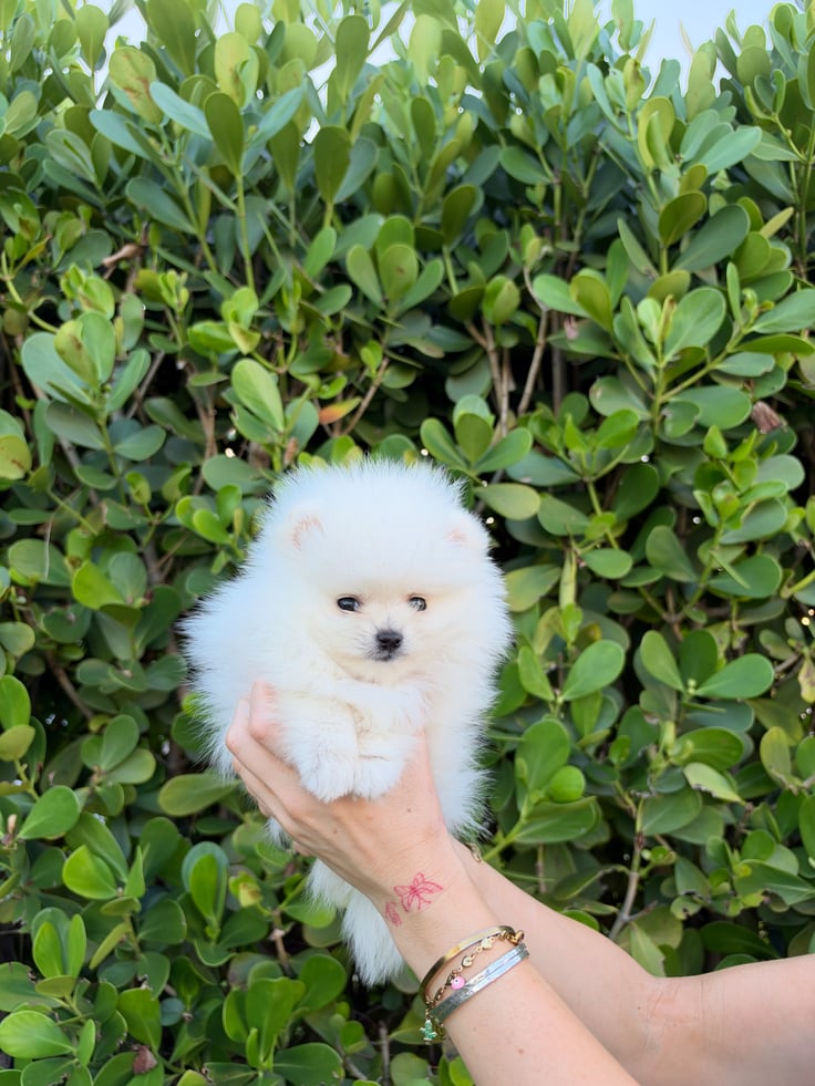 Gunner - Teacup Pomeranian Puppy For Sale from Platinum Pups of Miami