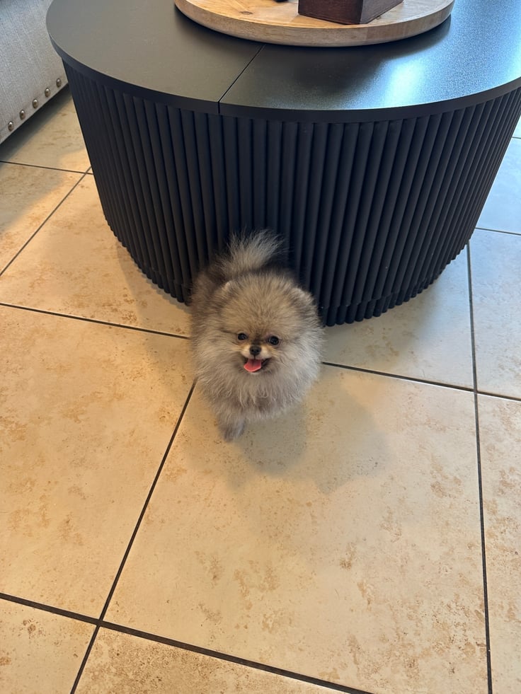 Penny - Micro Teacup Pomeranian - Photo 2