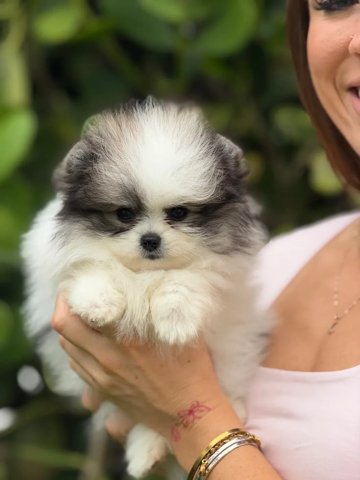 Cooper - Micro Teacup Pomeranian - Photo 2