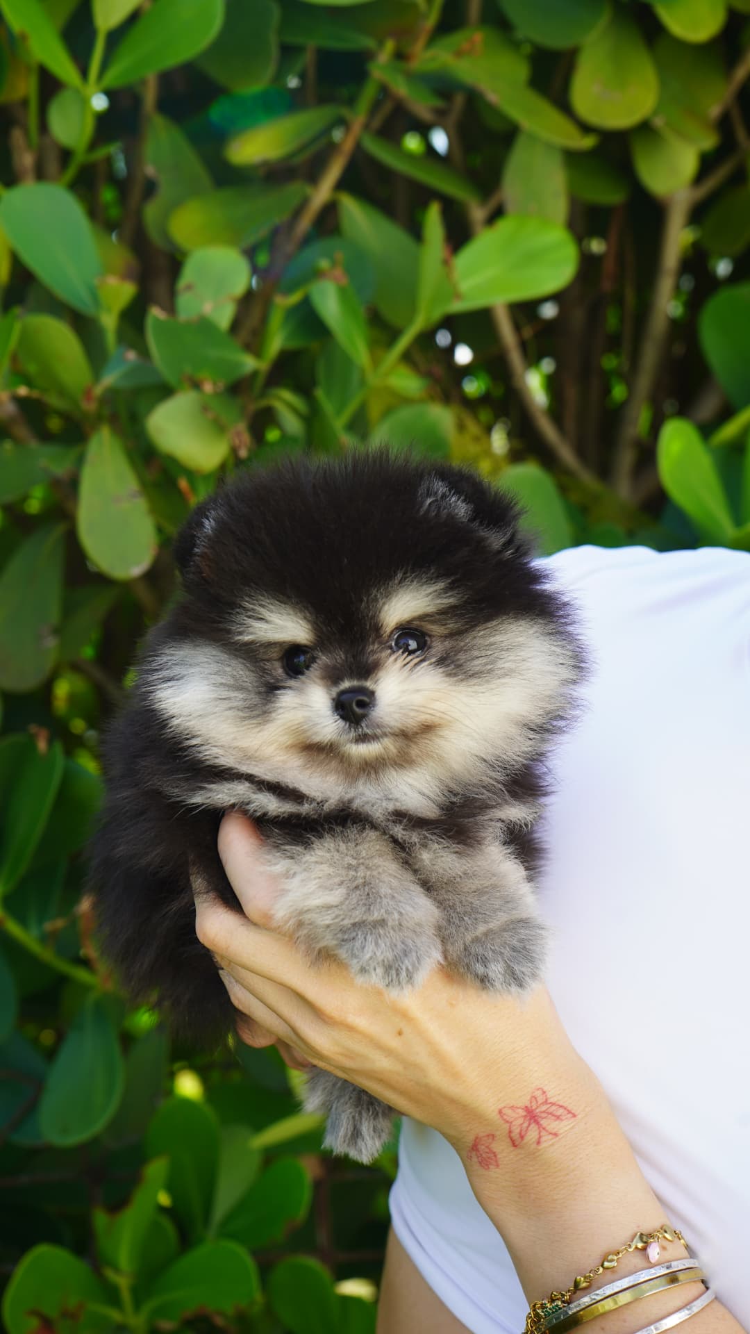 Nala - Adopted Micro Teacup Pomeranian Puppy from Platinum Pups of Miami