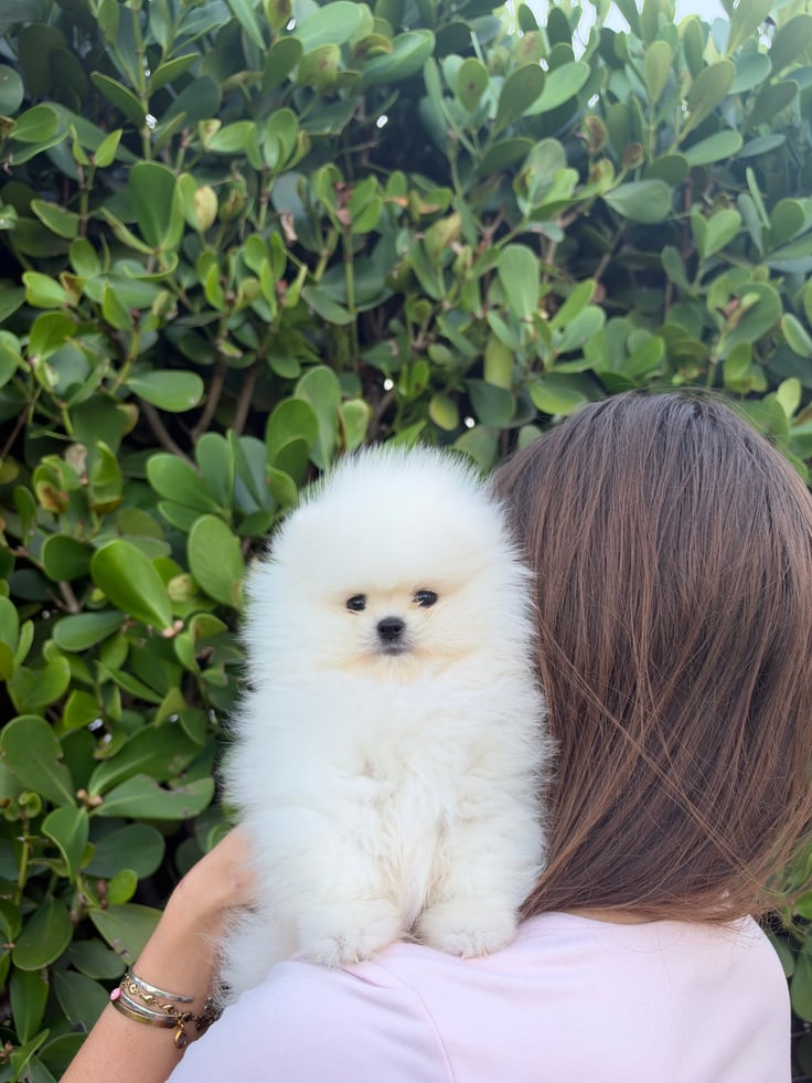 Kiki - Teacup Pomeranian