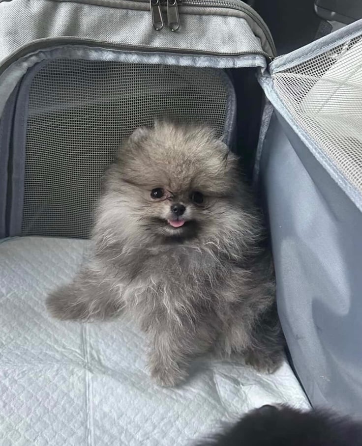 Penny - Micro Teacup Pomeranian - Photo 3