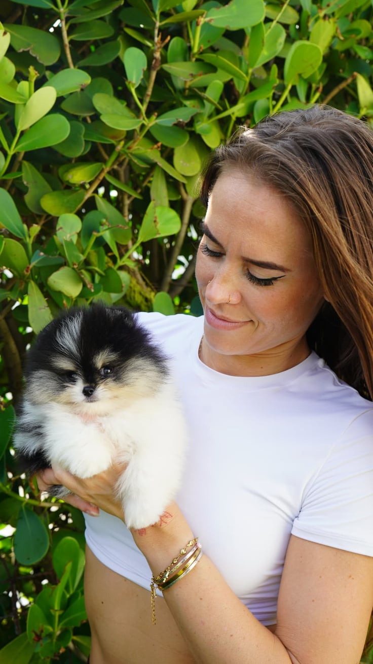 Enzo - Micro Teacup Pomeranian - Photo 4