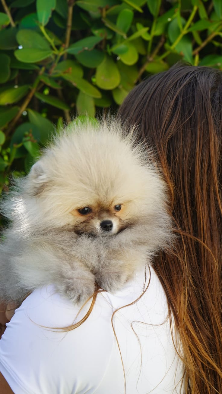 Kodi - Micro Teacup Pomeranian - Photo 3