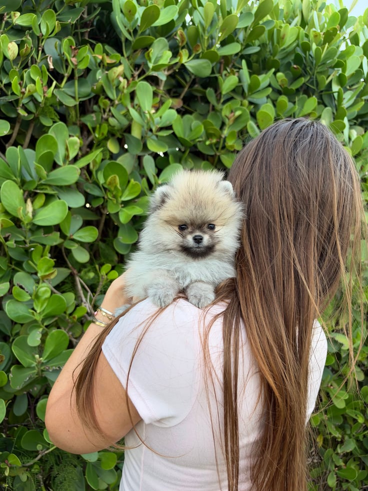 Rex - Teacup Pomeranian