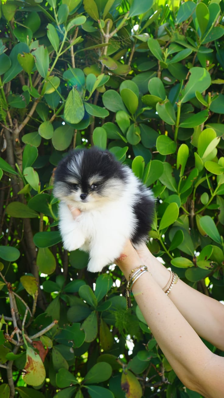 Enzo - Micro Teacup Pomeranian - Photo 3