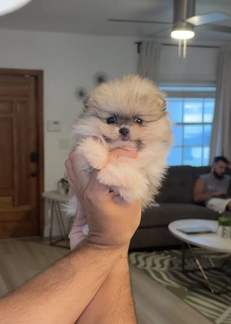 Chanel - Teacup Pomeranian Puppy For Sale from Platinum Pups of Miami