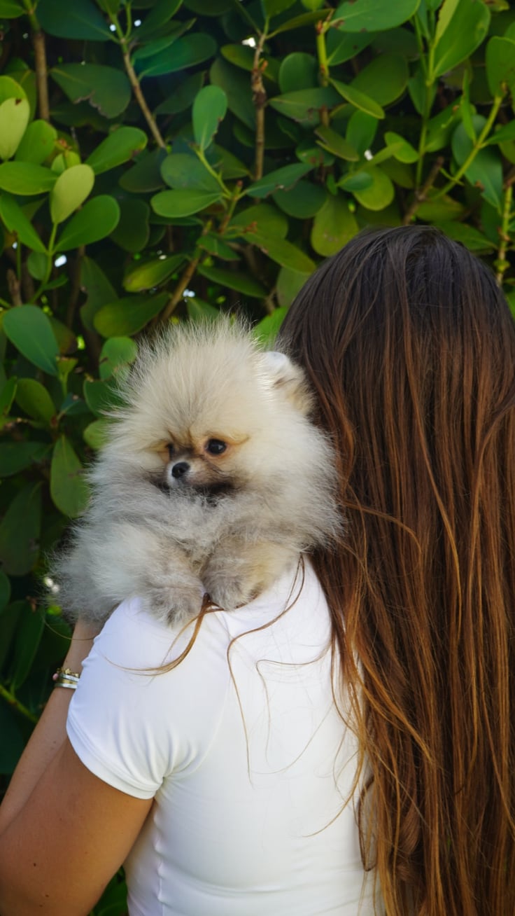 Kodi - Micro Teacup Pomeranian - Photo 6