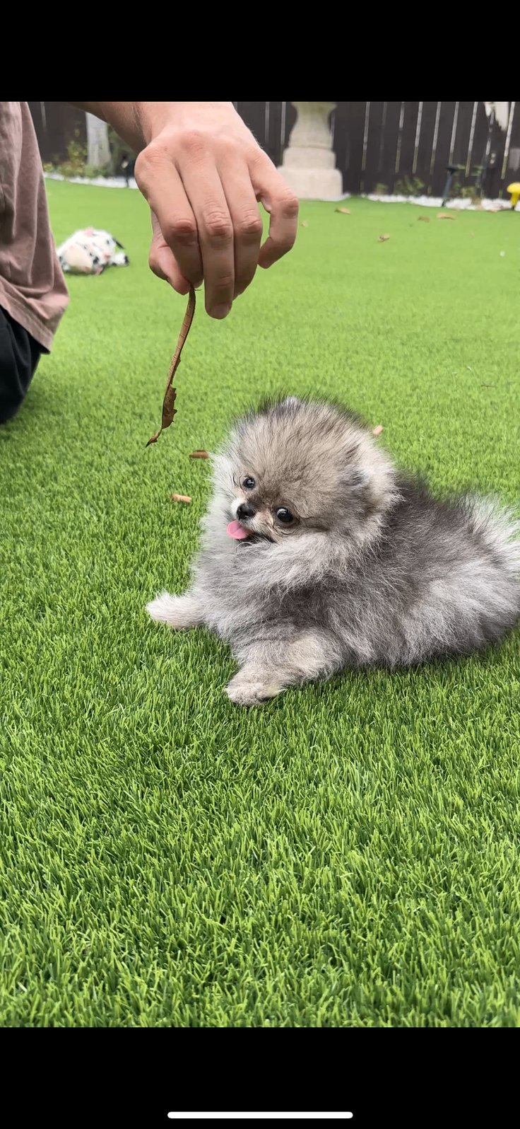 Penny - Micro Teacup Pomeranian - Photo 4