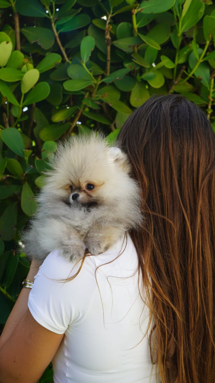 Kodi - Micro Teacup Pomeranian - Photo 5