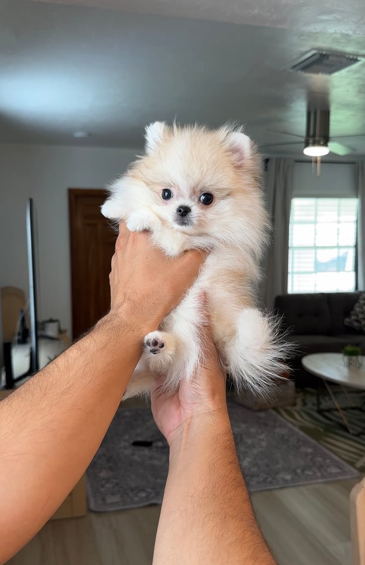 Jazz - Micro Teacup Pomeranian Puppy For Sale from Platinum Pups of Miami