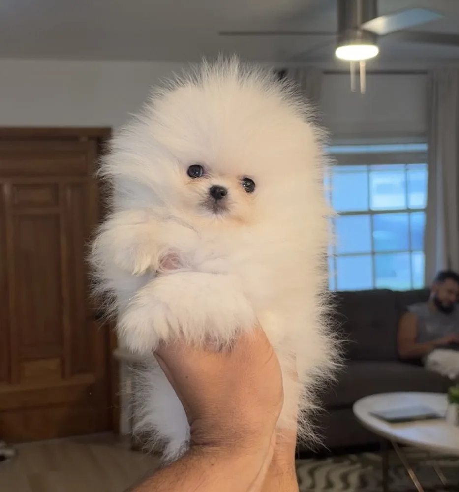 Casper — teacup Pomeranian puppy from Platinum Pups of Miami
