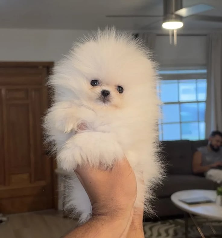 Casper - Teacup Pomeranian