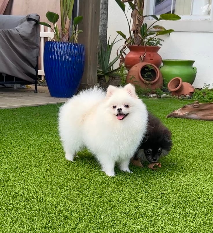 Romeo - Teacup Pomeranian