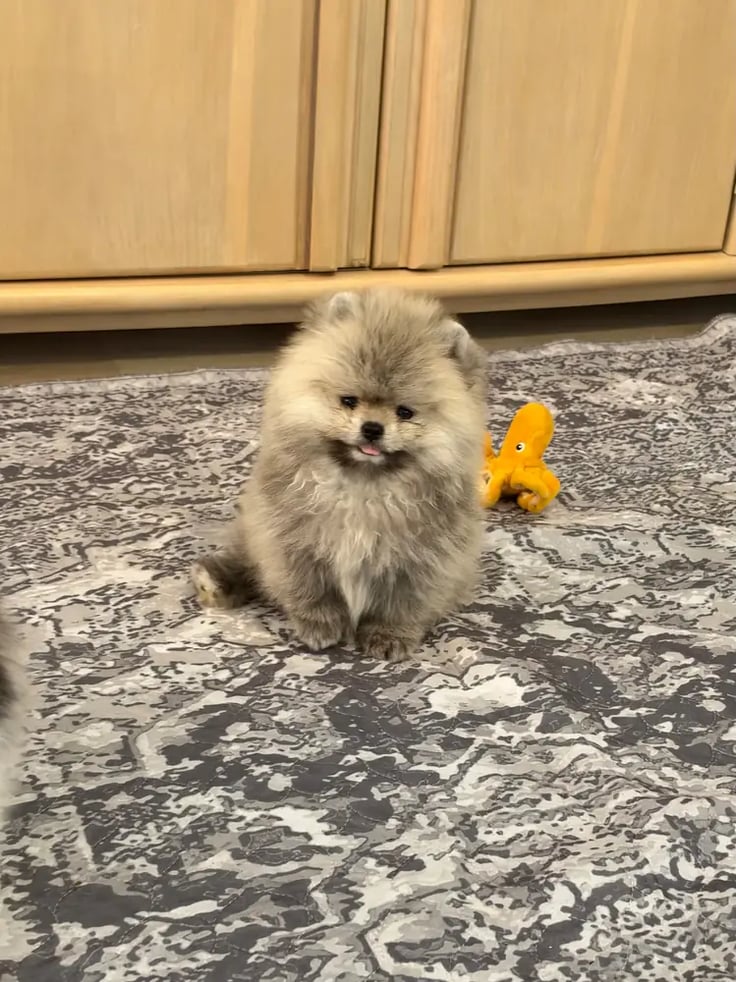 Jax - Micro Teacup Pomeranian - Photo 6