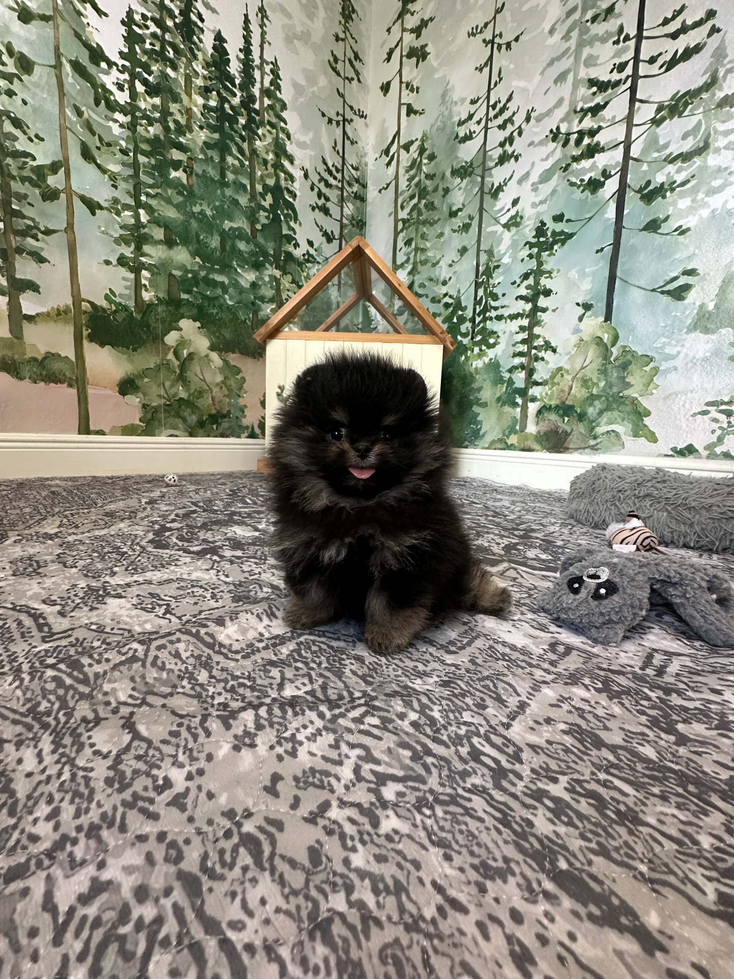 Bear - Micro Teacup Pomeranian - Photo 8