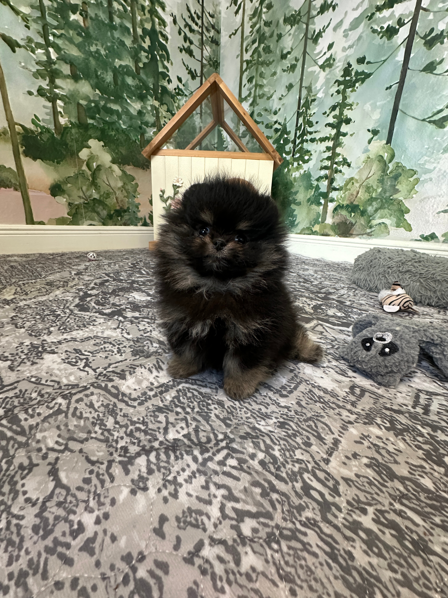 Bear - Micro Teacup Pomeranian - Photo 9