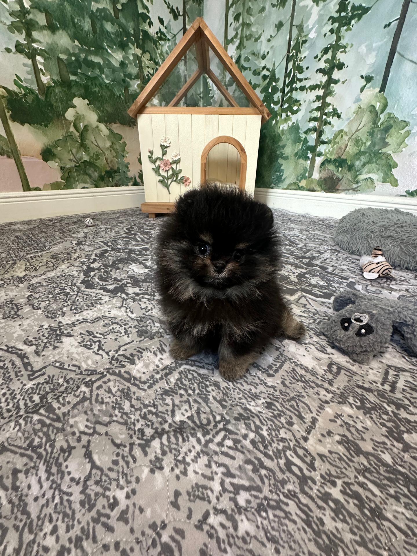 Bear - Micro Teacup Pomeranian - Photo 10