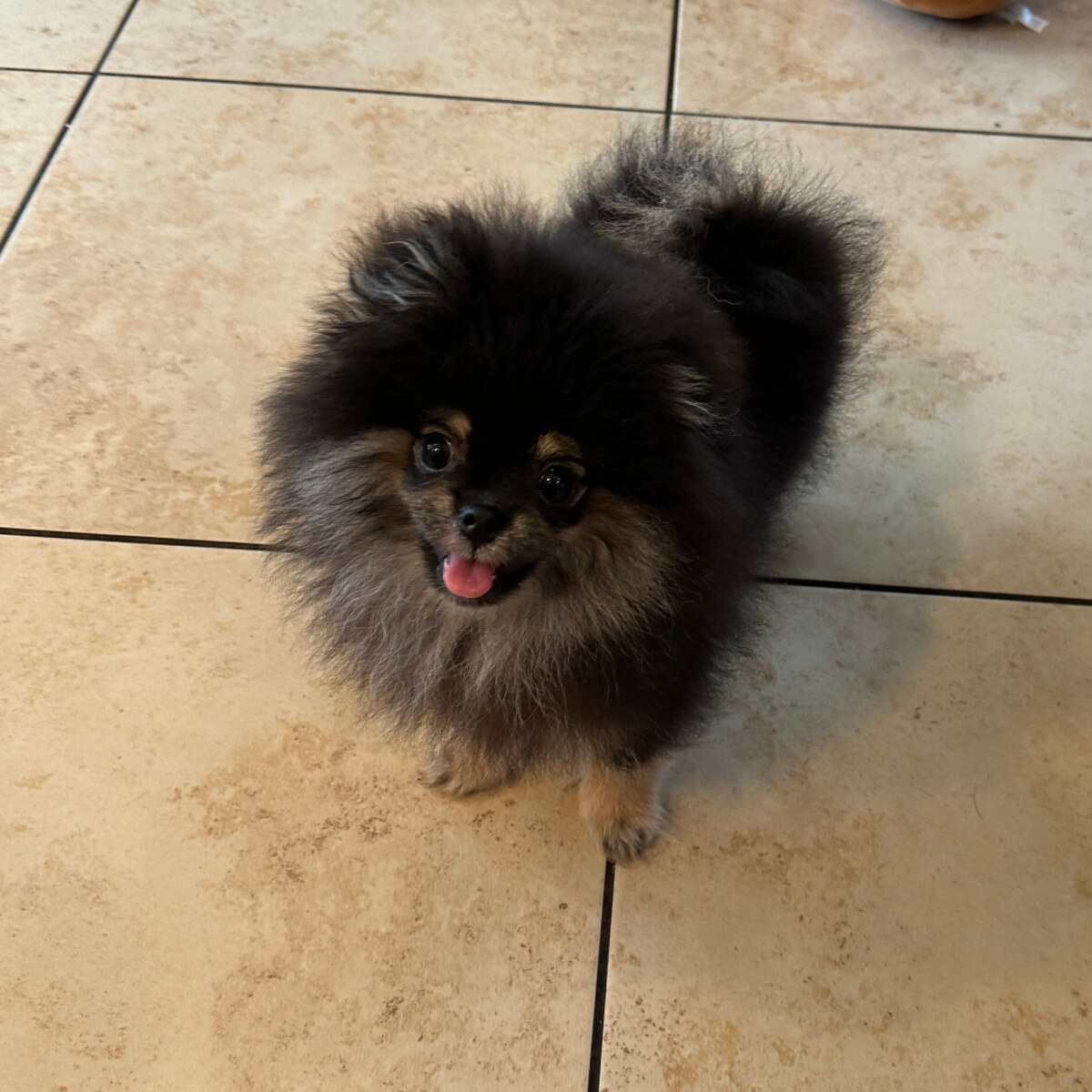 Bear - Micro Teacup Pomeranian Puppy For Sale from Platinum Pups of Miami