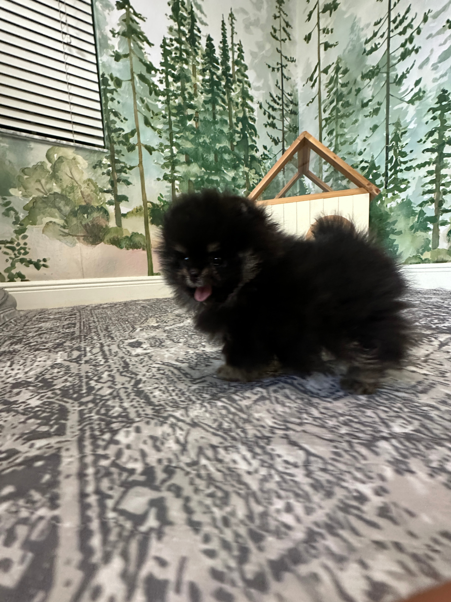 Bear - Micro Teacup Pomeranian - Photo 11