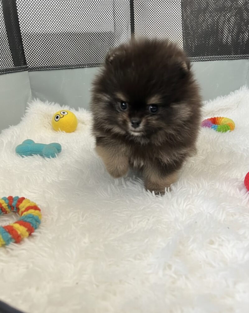 Bear - Micro Teacup Pomeranian - Photo 7